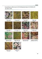 waffen-ss-les-grenadiers-t2 (3).jpg