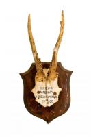 Рога косули на медальоне. Capreolus capreolus. 1900г.jpg