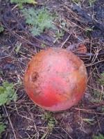 IMG-20250501-WA0041.jpg