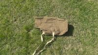 IMG_3959.jpeg