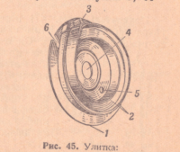 ППШ. Улитка.png